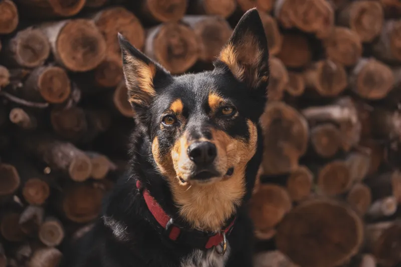 Ears Up, Eyes Bright: The Photographer's Bag of Tricks for Genuine Pet Expressions