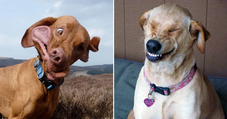 The Goofy, Glorious Photos You Can't Stop Looking At: Why 'Bad' Pet Shots Hit the Hardest