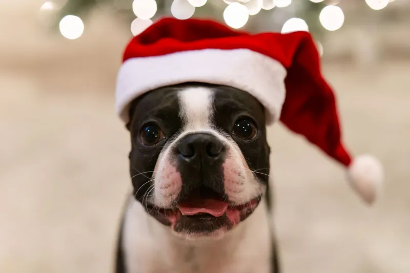 Jingle Bells and Zoomies: Surviving (and Loving) Your Holiday Pet Photoshoot
