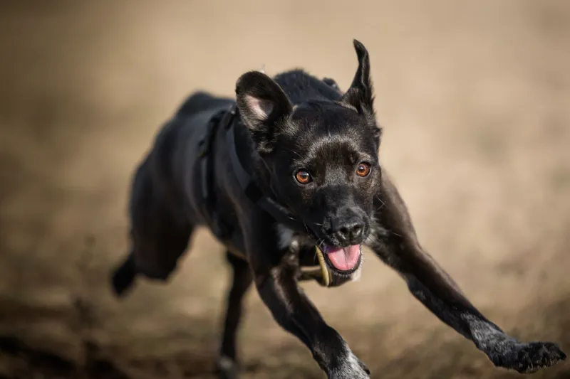 Blurry, Chaotic, and Completely Perfect: How the Messiest Pet Photos Become the Most Priceless