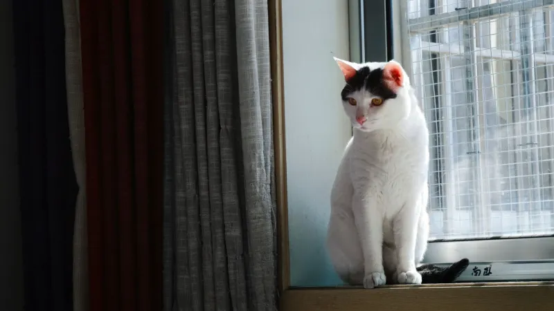 Every Room Remembers: Turning Your Pet's Favorite Corners Into a Portrait Story