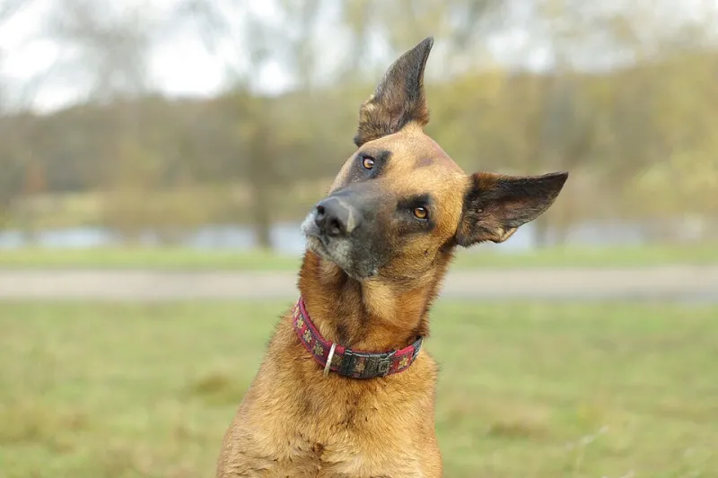 What Your Pet Is Really Saying: Reading Body Language for Photos That Actually Feel True