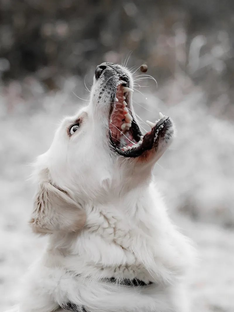 Chasing the Light: A Season-by-Season Guide to Outdoor Pet Portraits Worth Framing